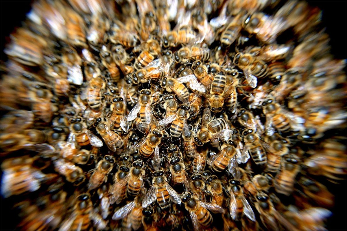 Kinezi napravili pčele za špijunažu, a detalji će vas ostaviti bez riječi