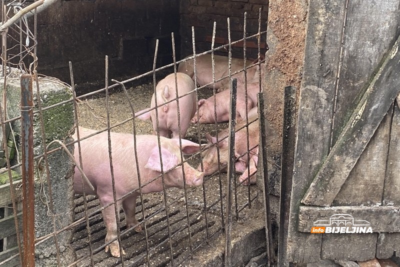 Ima li božićne euforije i skoka cijena prasića? Evo kakvo je stanje na tržištu u RS