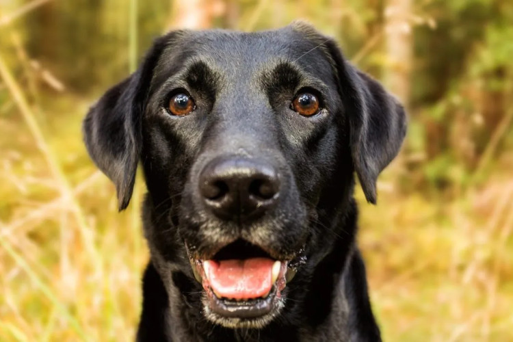 Pas je zaista najbolji čovjekov prijatelj: Garo doveo pomoć povrijeđenom mladiću