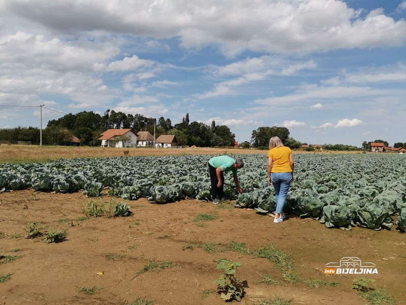 Odličan prinos semberskog kupusa (FOTO)