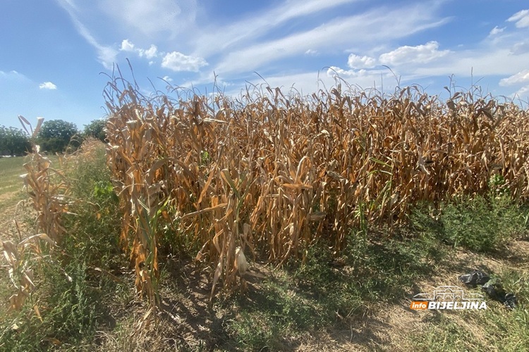 Tropske vrućine spržile kukuruz u Semberiji: “Šteta raste iz dana u dan, moraćemo kupovati da prehranimo stoku”