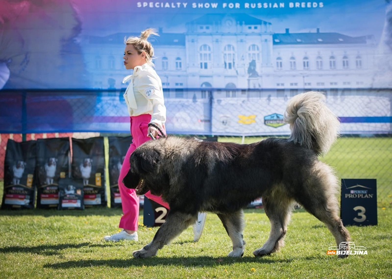 Istorijski uspjeh Kinološkog udruženja 