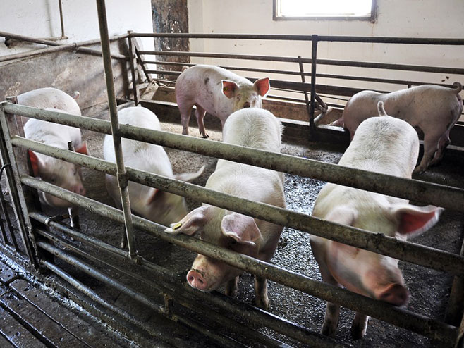 Izvoz svinjskog mesa u Kinu obradovao poljoprivrednike u Srpskoj