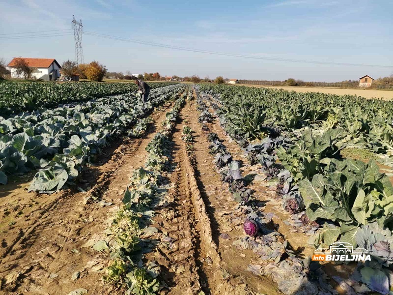 Karfiol u Semberiji skup kao nikad: Proizvođači profitirali, kilogram koštao kao nekad puna kartonska kutija (FOTO)