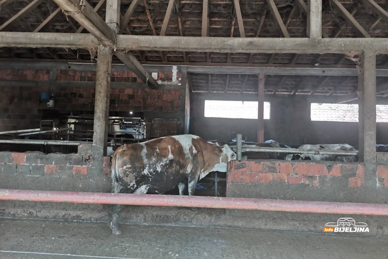 Robotizacija mljekarstva u semberskom selu Vršani: Smanjuju troškove i povećavaju produktivnost /FOTO/