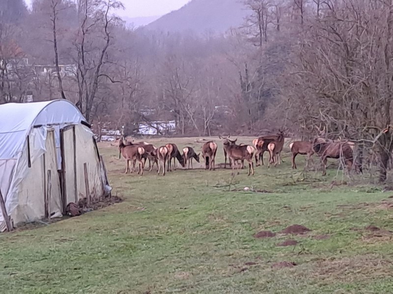 Planinarsko udruženje “Panteri” doniralo hranu za evropskog jelena na Majevici (FOTO)