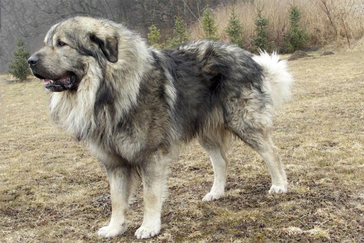 Ženu u Srbiji nasmrt izgrizao njen šarplaninac