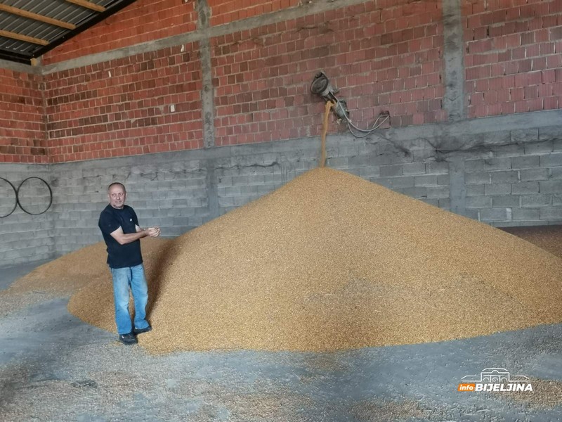 U Semberiji počela žetva kukuruza: Prinos bolji, ali cijene ne obećavaju (FOTO)