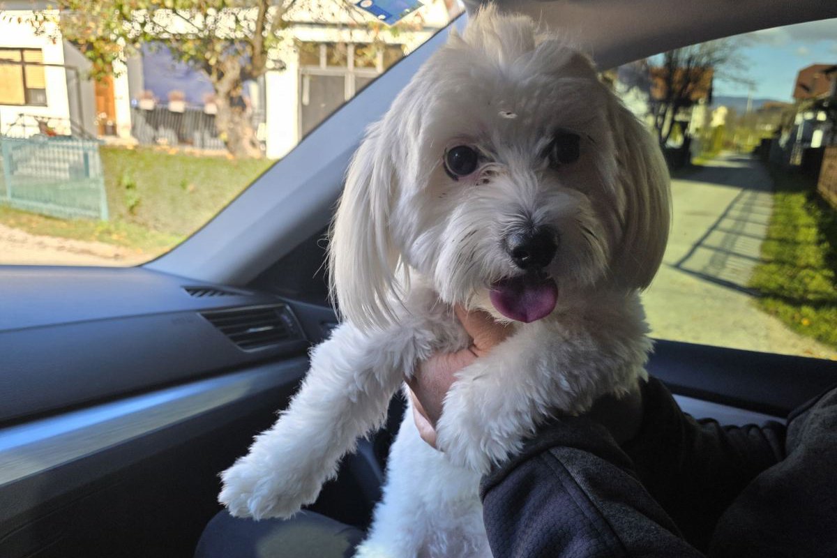 Pas iz Banjaluke pronađen u Prijedoru: Pronalazač odbio nagradu, vlasnik počastio djecu