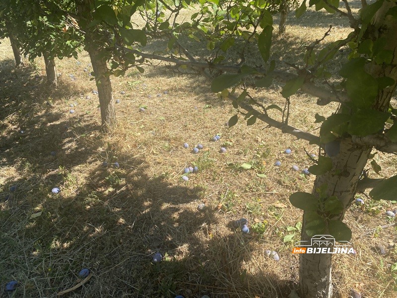 Tužne scene u šljivicima u Ugljeviku: Rod prošle godine lomio stabla, a sad šteta do 100 odsto (FOTO)