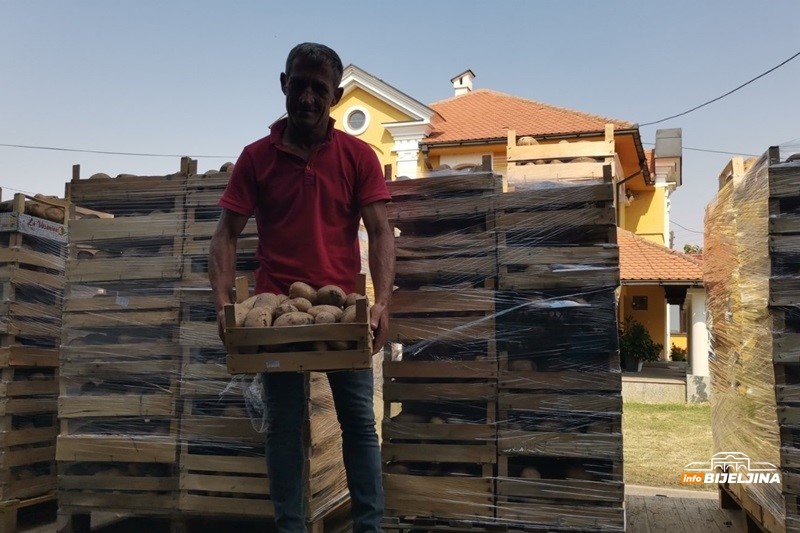 Proizvođači krompira u Semberiji ne pamte lošiju godinu: Suša i visoke temperature uništile većinu roda /FOTO/