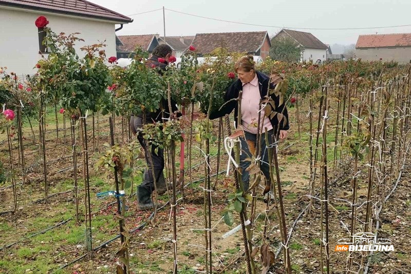 Draža im Semberija od Švedske: Sa 3,5 dunuma pod cvijećem dobiju kao sa 20 pod povrćem (FOTO)