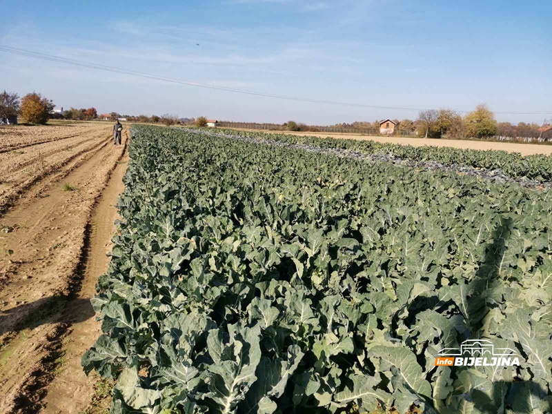 Karfiol u Semberiji skup kao nikad: Proizvođači profitirali, kilogram koštao kao nekad puna kartonska kutija (FOTO)