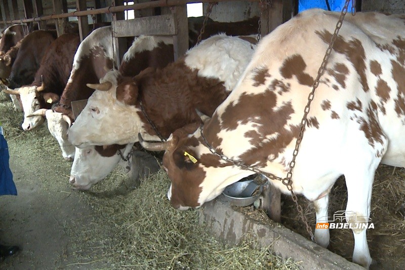 Vasići iz Lopara poslije rata krenuli od nule: Srušene objekte podigli iz pepela, danas žive od poljoprivrede i šire proizvodnju /FOTO/
