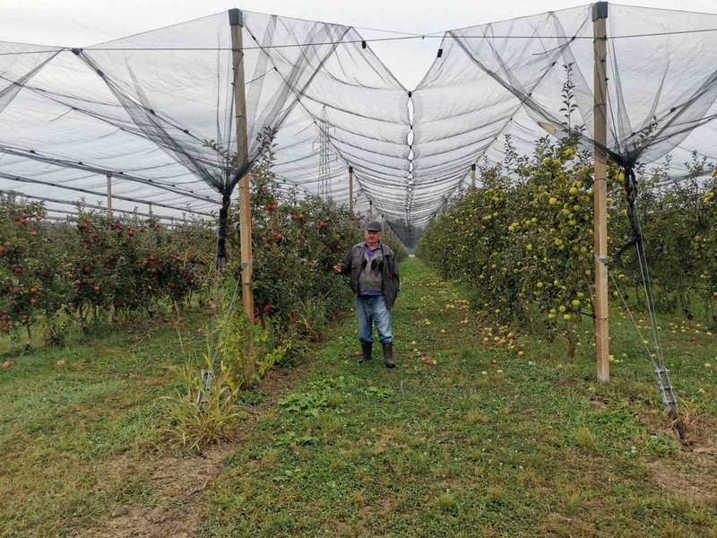 Semberski voćari zbrajaju gubitke (FOTO)