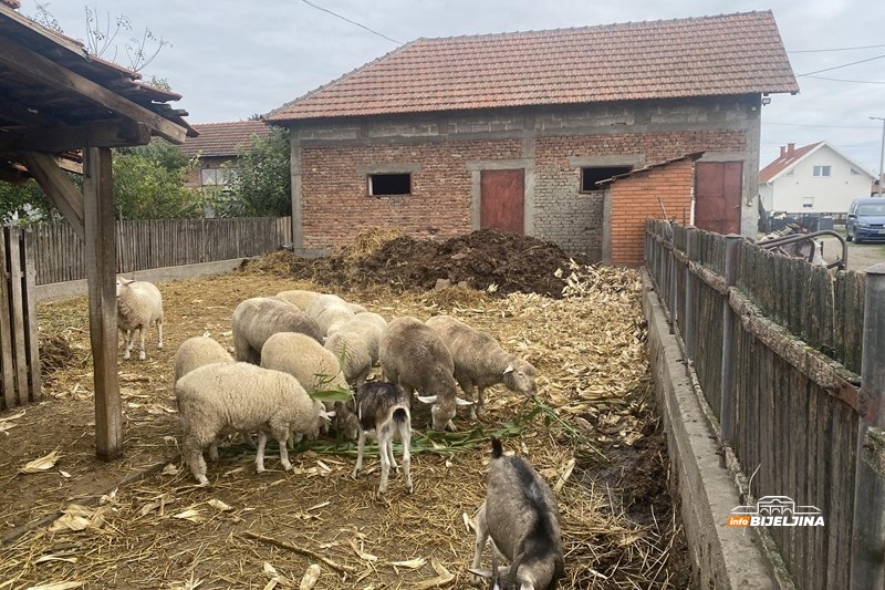 Profesor fizičkog iz Popova pretvorio hobi u posao: Ovce 
