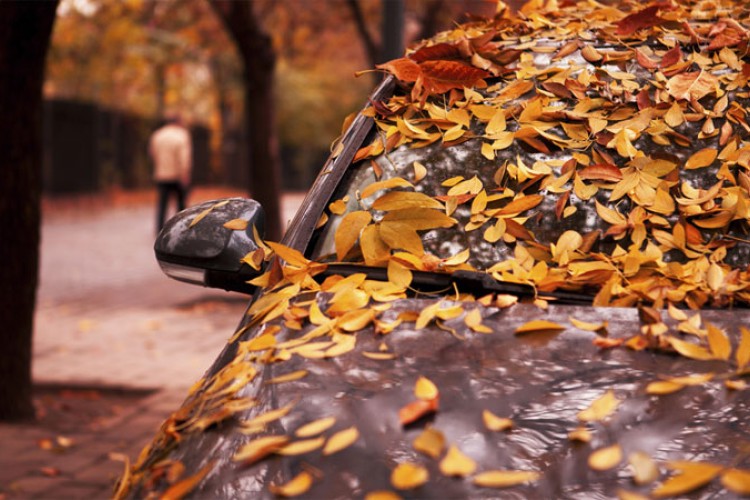 Da li lišće na vozilu može da ošteti lak i boju?