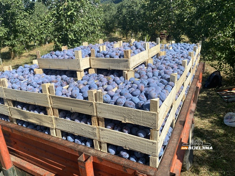 Bakajlić: Dnevnica za branje šljiva u Semberiji do 130 KM, a imaju i doručak, kafu, sladoled, kolače...