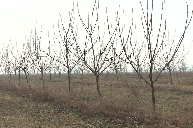 Nema hemije, plodovi zdraviji: Kako Semberci na prirodan način spašavaju povrće od štetočina (FOTO)