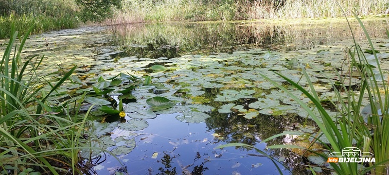 Gromiželju prijeti izumiranje: Sembersku močvaru 2018. proglasili zaštićenom, pa je “zaboravili” (FOTO)