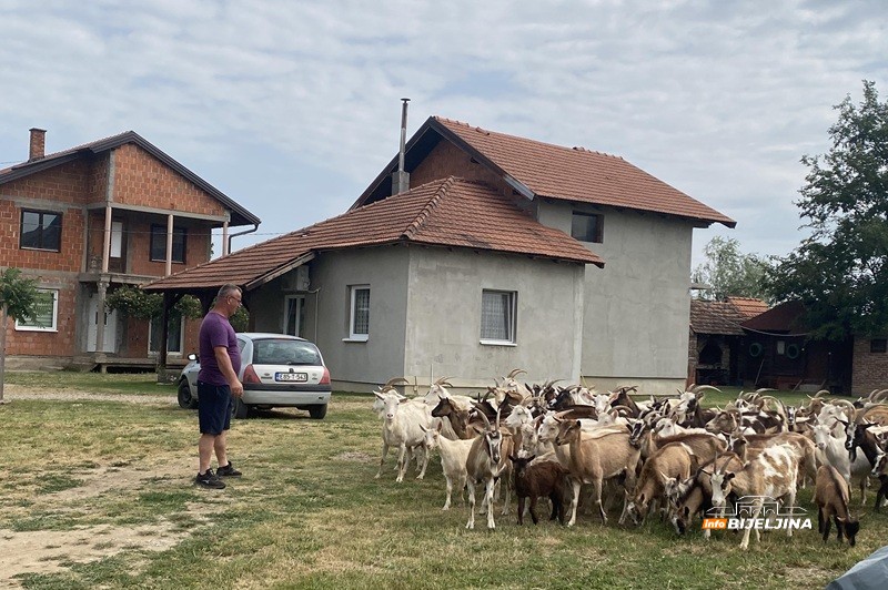 Sve proda na kućnom pragu: Gojko Stanković iz Popova živi od koza i ne bi ih mijenjao ni za kakav posao (FOTO)