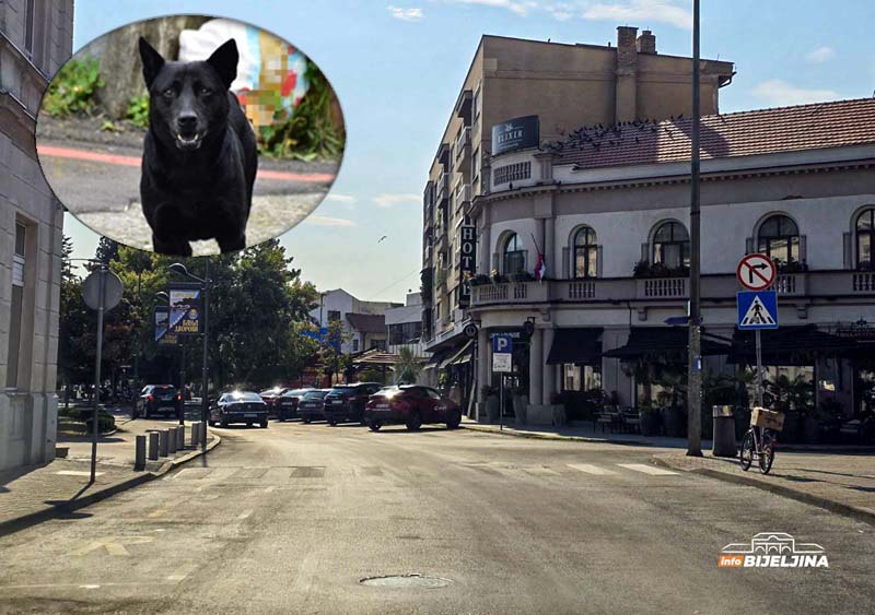 Bijeljinac kojeg je napao čopor pasa: Agresivni su, bilo je i krvi, angažovaću advokata (FOTO)