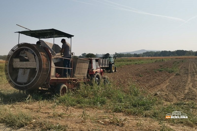 Proizvođači krompira u Semberiji ne pamte lošiju godinu: Suša i visoke temperature uništile većinu roda /FOTO/