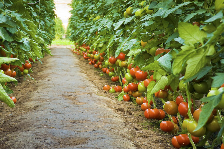 EVO ZAŠTO MORATE DA OREŽETE PARADAJZ UPRAVO SADA: Obezbjedite dobru berbu do novembra!