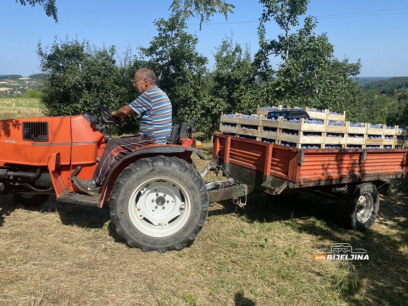 Berba šljive na Majevici u punom jeku: Rod dobar, ali voćari nemaju puno razloga da budu zadovoljni (FOTO)