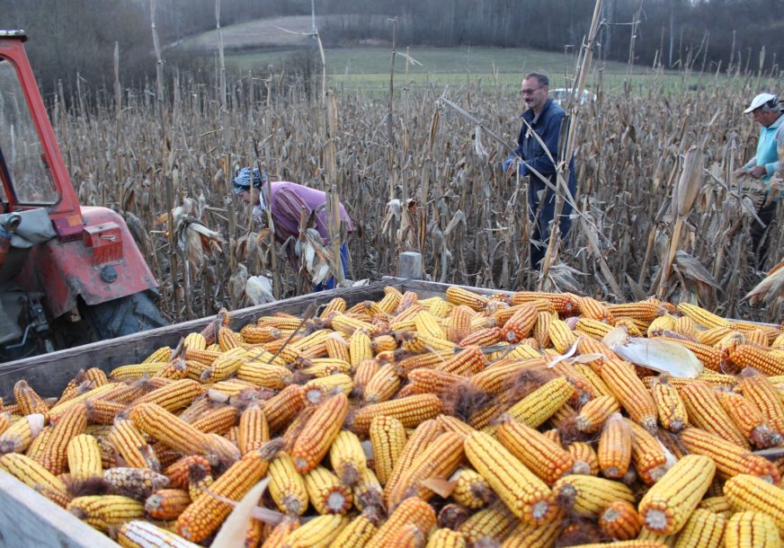 Berba kad joj vrijeme nije: Topla zima pogoduje ratarima