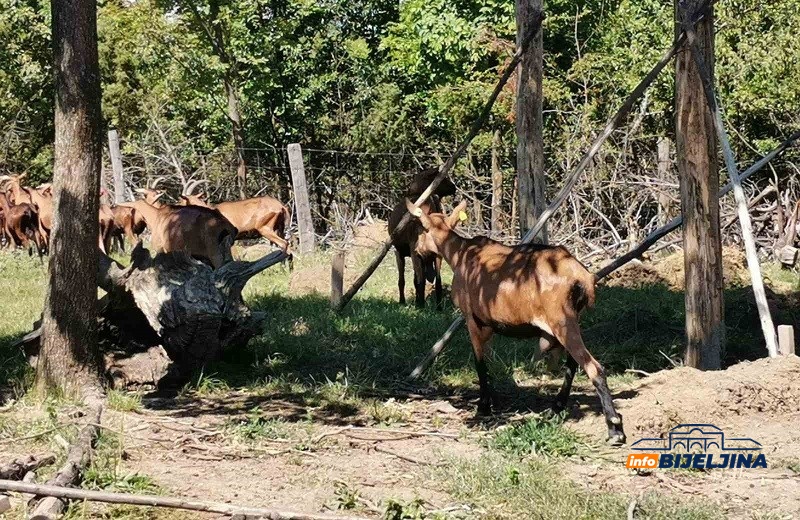 Inženjeri drže farmu alpskih koza na Majevici: Zdravim sirevima planiraju osvojiti ino tržište