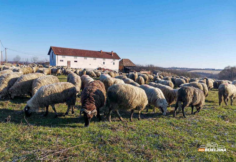 Koliko je razvijena organska proizvodnja u RS: Od goveda do koza