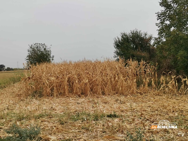 Suša u Semberiji uzima danak: Kukuruz suv, klipovi sitni, a silaža nekvalitetna /FOTO/