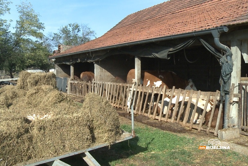 Semberska porodica obrađuje 25 hektara zemlje: “Radi se i po 16 sati, ali nikad ne bismo iz sela u grad” (FOTO)