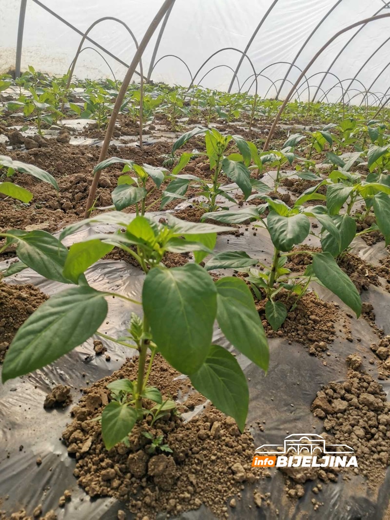 Temperaturne oscilacije veoma opasne: Kako semberski povrtari štite biljke