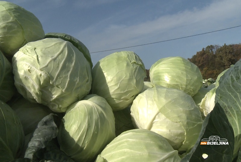 POJEFTINIO KUPUS u Srpskoj, poznato koliko košta