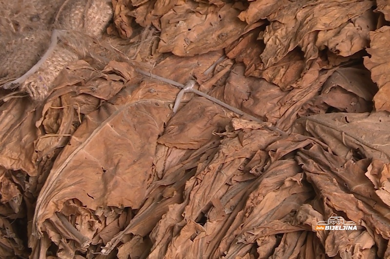 Rekordna sezona za proizvođače duvana u Semberiji i Posavini: Veći i prinosi i otkupna cijena (FOTO)