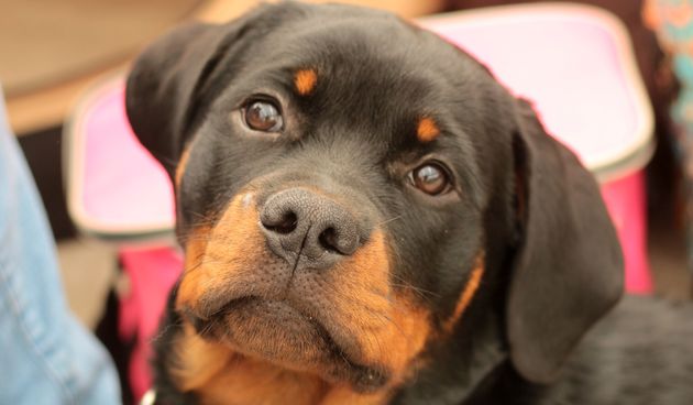 Druženje sa psima ublažava osjećaj bola - otkrili naučnici