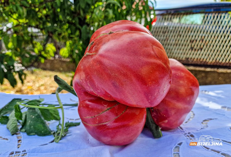 U Janji kod Bijeljine rodio paradajz težak 1,660 kg (FOTO)