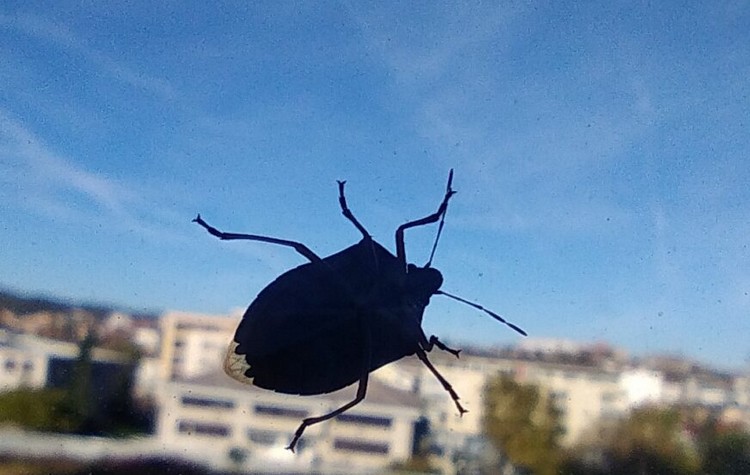 Jesen donosi novu najezdu smrdibuba – evo šta kažu stručnjaci