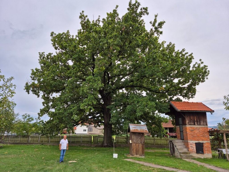 Semberija: Stogodišnji hrast u dvorištu Koste Gavrića u Glavičicama