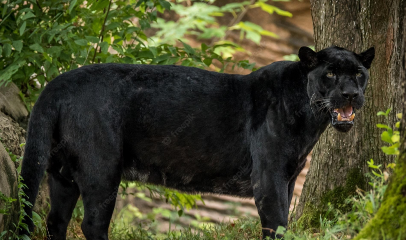 PANTER ZABORAVLJEN: Građani u strahu zbog 