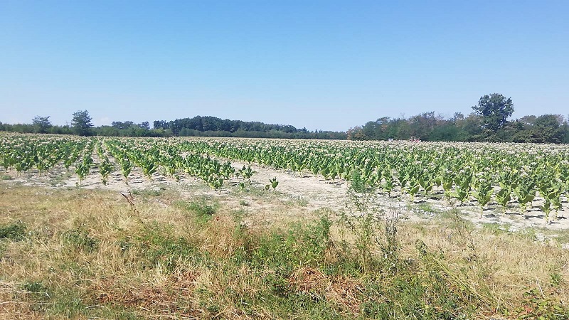NEPOGODNA GODINA ZA PROIZVODNJU DUVANA 15 poljoprivrednika odustalo od proizvodnje, većina smanjila površine