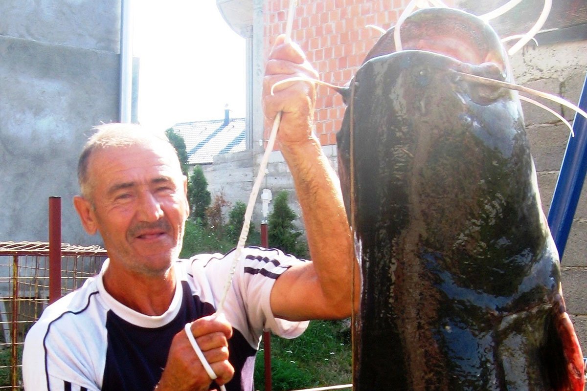„Borba života“: Gradiški ribolovac izvukao soma teškog skoro 90 kilograma
