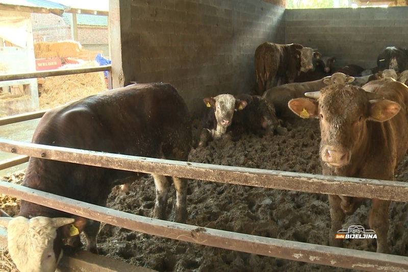Sporno meso iz Brazila uznemirilo farmere u Semberiji: Traže ozbiljne mjere i predlažu rješenje (FOTO)