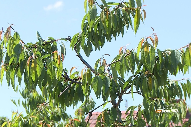 Kiša “obrala” trešnje u Semberiji, rod ranih sorti manji do 90 odsto: Plodovi oštećeni, voćari pred dilemom (FOTO)