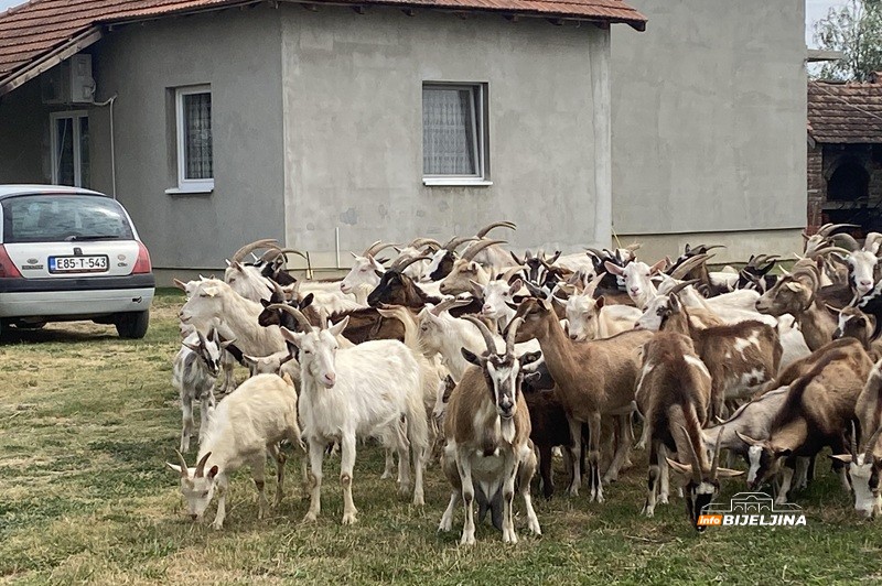 Sve proda na kućnom pragu: Gojko Stanković iz Popova živi od koza i ne bi ih mijenjao ni za kakav posao (FOTO)