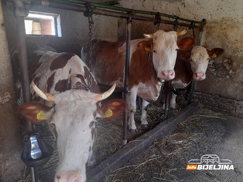 Tropske vreline smanjile proizvodnju mlijeka: Iskustvo farmera iz Amajlija /FOTO/