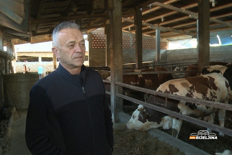 Tov junadi u Semberiji bilježi rast, dobra i cijena: Šta je stočare motivisalo da napune farme?
