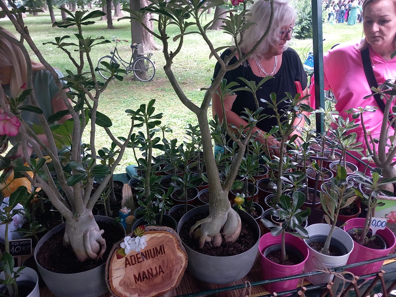 Bijeljina: Počeo 4. Sajam cvijeća, u gradskom parku više od 20 izlagača (FOTO)